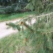 Site de Chèvreloup près de Versaille. Vit en france entre 800 et 1600 m d'altitude. C'est le sapin de noel le plus courant!