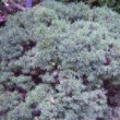 Epicéa bleu du Colorado en automne dans un jardin.