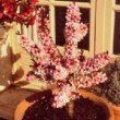 Petit pêcher 'Crimson' en fleur dans son pot