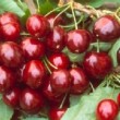 cerises 'Bigarreau Geant d'Hedelfingen'