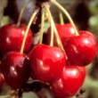 cerises de la variété 'Bigarreau Reverchon'