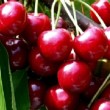 Cerises 'Bigarreau Summit'