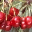 cerisier de la variété 'Bigarreau Van'