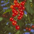 Jolis petits fruits de la griotte 'Montmorency', idéale pour votre jardin. 