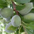 Amandes de la variété 'Ferragnes'