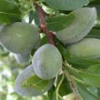 Amandes de la variété 'Ferragnes'