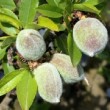 Petits fruits du prunier nain 'Garden Prince'