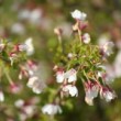 Gros plan sur des fleurs de cerisier prise au Jardin des plantes de Paris fin mars.