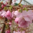 Photo de fleurs de cerisier 'Accolade' prise par les Pépinières HUCHET
