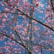Cerisier 'Automnalis Rosea' en fleur dans un jardin