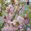 Photo de fleurs d'amandier de Chine prise par les Pépinières HUCHET