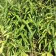 En production et en vente aux Pépinières HUCHET à Gennes sur Seiche