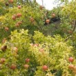 Grenadier en région bordelaise avec ses fruits