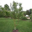 Arbre complet au printemps