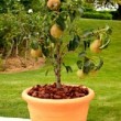 Beau sujet en terrasse de poirier 'Garden Pearl'