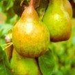 Poire 'William's'