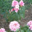 Photo de fleurs de rhododendron 'Albert Schweitzer' prise par les Pépinières HUCHET