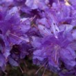 Photo de fleurs de rhododendron 'Azzuro' prise par les Pépinières HUCHET