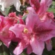 Photo de fleurs de rhododendron 'Cosmopolitain' prise par les Pépinières HUCHET