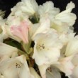 Photo de fleurs de rhododendron 'Dusty Miller' prise par les Pépinières HUCHET