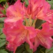 Photo de fleurs de rhododendron 'Golden Gate' prise par les Pépinières HUCHET