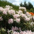 Photo de rhododendron 'Mrs Charles Pearson' prise par les Pépinières HUCHET