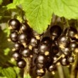 Cassissier 'Andega', petits fruits noirs dans le jardin 