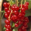 Groseillier 'Junifer', petits fruits rouges pour le jardin ou le balcon