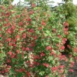 Photo de groseiller à fleur 'Pulborough Scarlet' prise par les Pépinières HUCHET