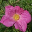  Rosa calocarpa  est un rosier cinnamomeae  non remontant.