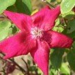  Rosa chinensis 'Sanguinea' est un rosier chinensis remontant.