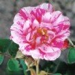 Photo de la rose gallica 'Versicolor'