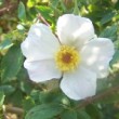  Rosa illiensis est un rosier ancien remontant.