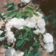 Fleurs blanches de la rose 'Aimée Vibert' 