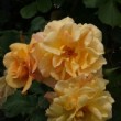 Rosier grimpant 'Autumn Sunset' ® en fleur