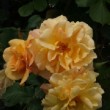 Rosier grimpant 'Autumn Sunset' ® en fleur