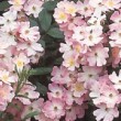 Photo de la rose 'Ballerina' 