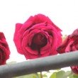 Fleur de la roseraie de l'Hay les roses