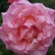 Rosa 'Compassion' est une obtention britannique créée par Harkness en 1972 ayant pour synonyme Rosa 'Belle de Londres'.
