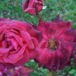 Rosa 'Danse du Feu' est un rosier grimpant.