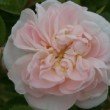  Rosa 'Jeanne d'Arc'  est un rosier polyantha remontant.