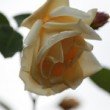 Fleur prise à l'Hay les roses