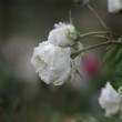 Fleur blanche de rosier