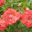  Rosa 'Margo Koster Climbing' est un rosier polyanthe remontant.