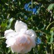 Rose 'Mme Alfred Carriere'