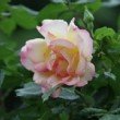 Rose d'un rosier dans un jardin parisien