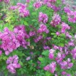 Rosa 'Purple Skyline' est un rosier grimpant remontant. 