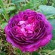 Photo de la rose 'Reine des Violettes'