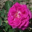  Rosa 'Souvenir du Président Lincoln' est un rosier bourbon remontant.