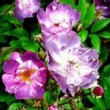 Photo de la rose 'Veilchenblau' 